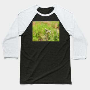 Lizards, yellow backed spiny lizard, reptiles, On the Lookout Baseball T-Shirt